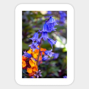 Bluebell Spring Flowers Hyacinthoides Sticker